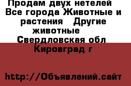 Продам двух нетелей - Все города Животные и растения » Другие животные   . Свердловская обл.,Кировград г.